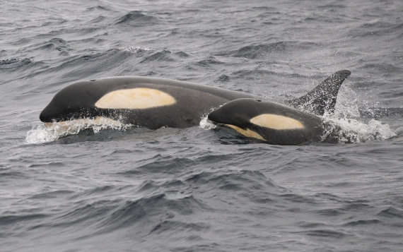 OTL28-25, Day 3, Orca and calf2 © Sara Jenner - Oceanwide Expeditions.JPG