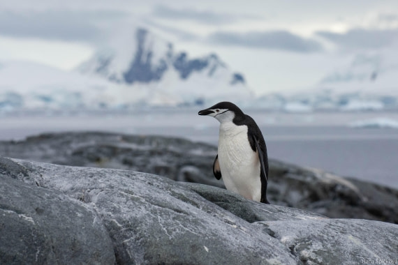OTL28-25, Day 4, _DSC5338 © Hana Spickova - Oceanwide Expeditions.jpg