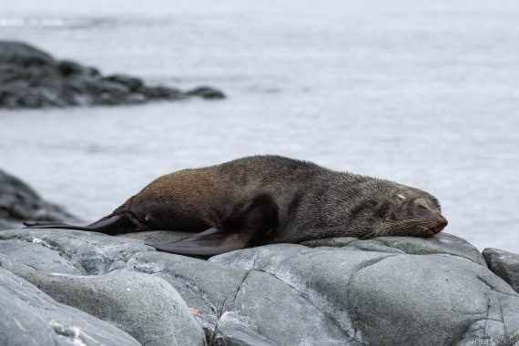 OTL28-25, Day 4, _DSC5344 © Hana Spickova - Oceanwide Expeditions.jpg