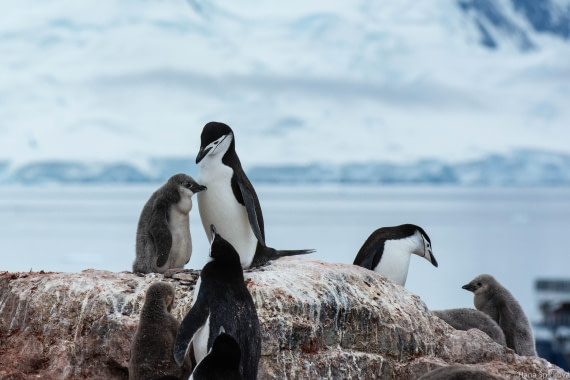 OTL28-25, Day 4, _DSC5349 © Hana Spickova - Oceanwide Expeditions.jpg