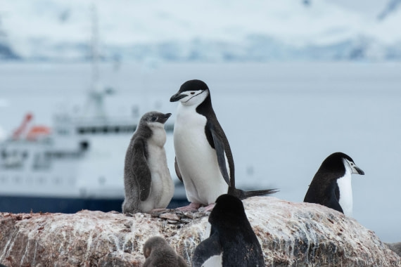 OTL28-25, Day 4, _DSC5351 © Hana Spickova - Oceanwide Expeditions.jpg