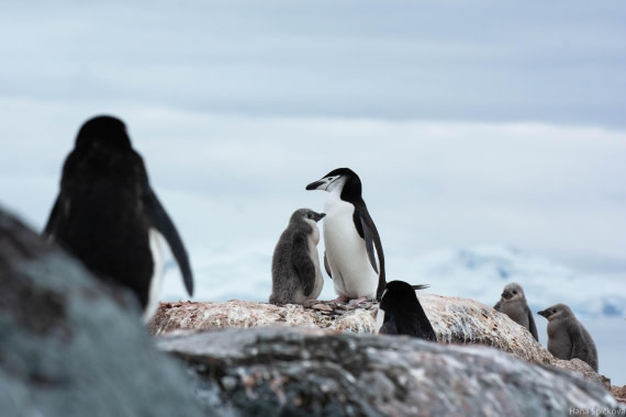 OTL28-25, Day 4, _DSC5355 © Hana Spickova - Oceanwide Expeditions.jpg