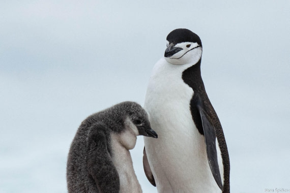 OTL28-25, Day 4, _DSC5357 © Hana Spickova - Oceanwide Expeditions.jpg