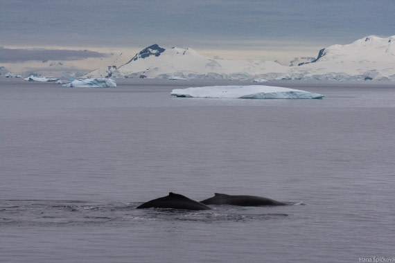 OTL28-25, Day 4, _DSC5511 © Hana Spickova - Oceanwide Expeditions.jpg