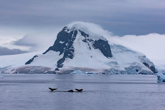 OTL28-25, Day 4, _DSC5533 © Hana Spickova - Oceanwide Expeditions.jpg
