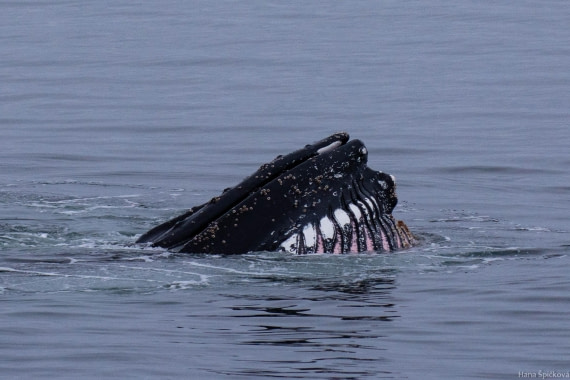 OTL28-25, Day 4, _DSC5540 © Hana Spickova - Oceanwide Expeditions.jpg