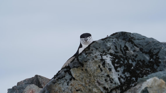 OTL28-25, Day 4, DSC09780 © Unknown photographer - Oceanwide Expeditions.JPG