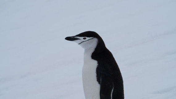 OTL28-25, Day 4, DSC09810 © Unknown photographer - Oceanwide Expeditions.JPG