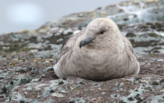 OTL28-25, Day 4, IMG_2060 © Unknown photographer - Oceanwide Expeditions.JPG