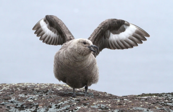 OTL28-25, Day 4, IMG_2073 © Unknown photographer - Oceanwide Expeditions.JPG