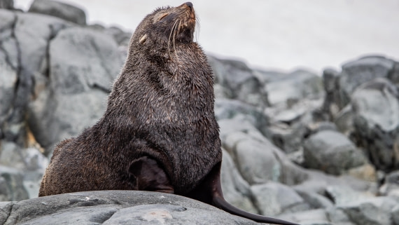 OTL28-25, Day 4, IMG_6521 © Unknown photographer - Oceanwide Expeditions.jpg