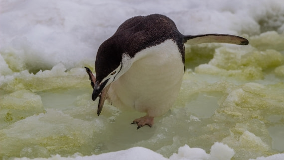 OTL28-25, Day 4, IMG_6526 © Unknown photographer - Oceanwide Expeditions.jpg