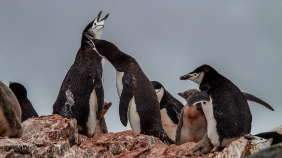 OTL28-25, Day 4, IMG_6534 © Unknown photographer - Oceanwide Expeditions.jpg