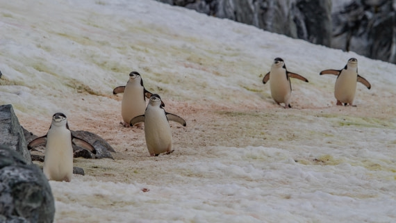 OTL28-25, Day 4, IMG_6540 © Unknown photographer - Oceanwide Expeditions.jpg