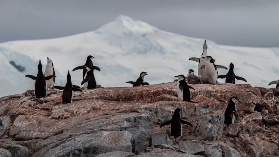 OTL28-25, Day 4, IMG_6546 © Unknown photographer - Oceanwide Expeditions.jpg