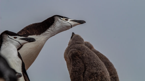 OTL28-25, Day 4, IMG_6561 © Unknown photographer - Oceanwide Expeditions.jpg