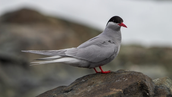 OTL28-25, Day 4, IMG_6574 © Unknown photographer - Oceanwide Expeditions.jpg