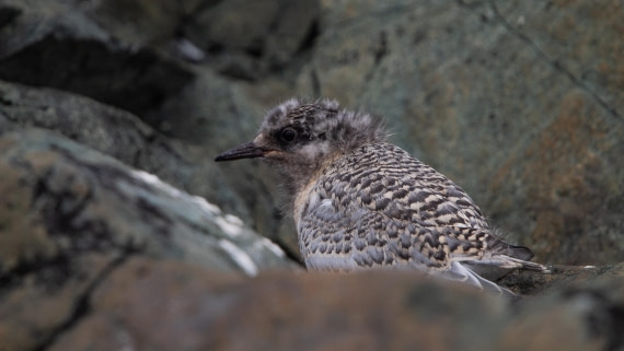 OTL28-25, Day 4, IMG_6578 © Unknown photographer - Oceanwide Expeditions.jpg