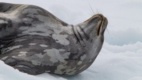 OTL28-25, Day 4, IMG_6582 © Unknown photographer - Oceanwide Expeditions.jpg