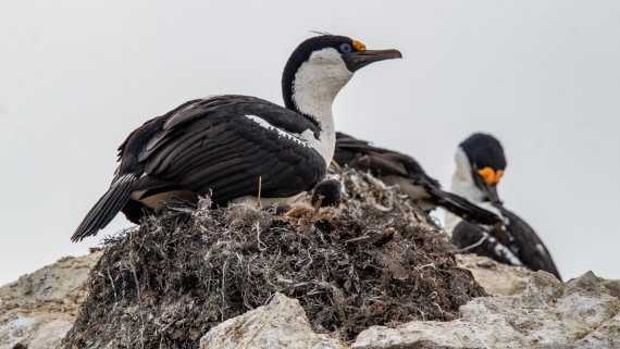 OTL28-25, Day 4, IMG_6594 © Unknown photographer - Oceanwide Expeditions.jpg