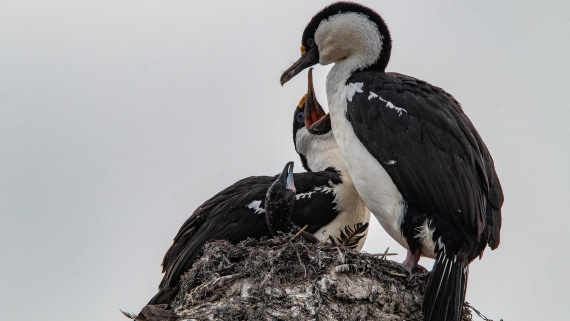 OTL28-25, Day 4, IMG_6596 © Unknown photographer - Oceanwide Expeditions.jpg