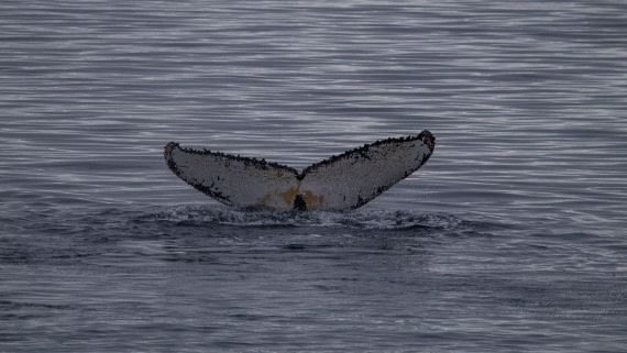 OTL28-25, Day 4, IMG_6619 © Unknown photographer - Oceanwide Expeditions.jpg