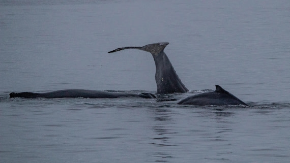 OTL28-25, Day 4, IMG_6623 © Unknown photographer - Oceanwide Expeditions.jpg