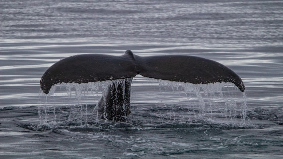 OTL28-25, Day 4, IMG_6629 © Unknown photographer - Oceanwide Expeditions.jpg