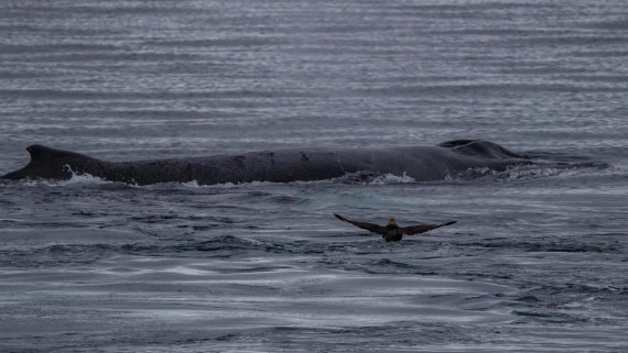 OTL28-25, Day 4, IMG_6632 © Unknown photographer - Oceanwide Expeditions.jpg