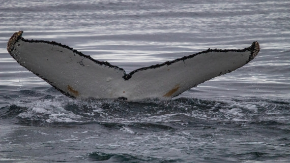 OTL28-25, Day 4, IMG_6631 © Unknown photographer - Oceanwide Expeditions.jpg