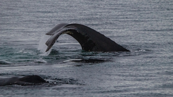 OTL28-25, Day 4, IMG_6636 © Unknown photographer - Oceanwide Expeditions.jpg