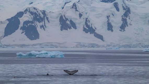 OTL28-25, Day 4, IMG_6651 © Unknown photographer - Oceanwide Expeditions.jpg