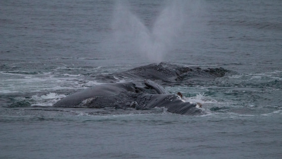 OTL28-25, Day 4, IMG_6654 © Unknown photographer - Oceanwide Expeditions.jpg