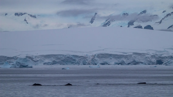 OTL28-25, Day 4, IMG_6664 © Unknown photographer - Oceanwide Expeditions.jpg