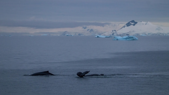 OTL28-25, Day 4, IMG_6670 © Unknown photographer - Oceanwide Expeditions.jpg
