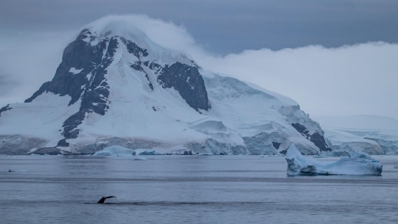 OTL28-25, Day 4, IMG_6680 © Unknown photographer - Oceanwide Expeditions.jpg