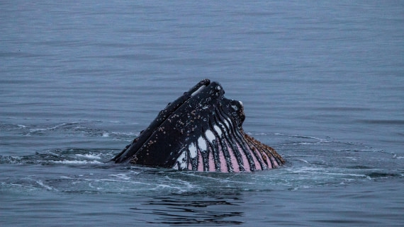 OTL28-25, Day 4, IMG_6688 © Unknown photographer - Oceanwide Expeditions.jpg