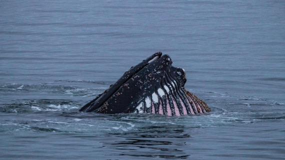 OTL28-25, Day 4, IMG_6689 © Unknown photographer - Oceanwide Expeditions.jpg