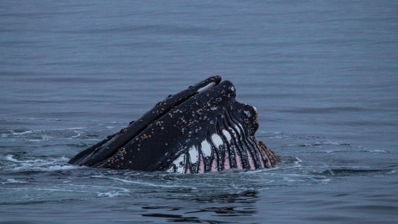 OTL28-25, Day 4, IMG_6690 © Unknown photographer - Oceanwide Expeditions.jpg