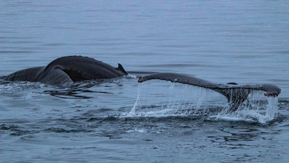 OTL28-25, Day 4, IMG_6691 © Unknown photographer - Oceanwide Expeditions.jpg