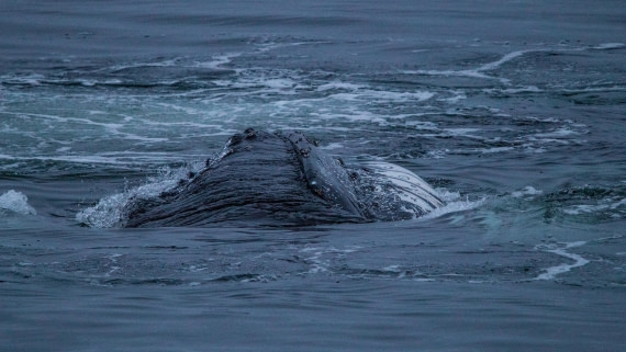 OTL28-25, Day 4, IMG_6695 © Unknown photographer - Oceanwide Expeditions.jpg