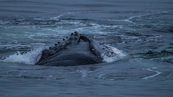 OTL28-25, Day 4, IMG_6696 © Unknown photographer - Oceanwide Expeditions.jpg