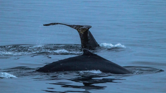 OTL28-25, Day 4, IMG_6701 © Unknown photographer - Oceanwide Expeditions.jpg