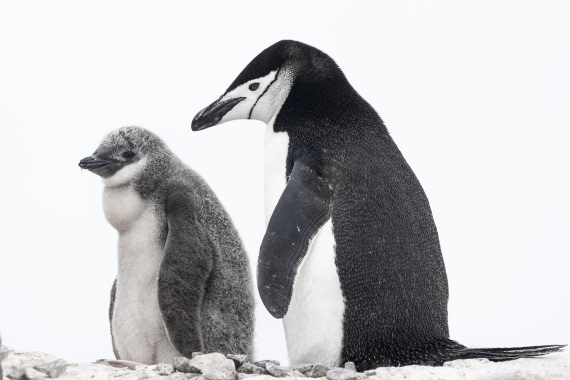 OTL28-25, Day 4, Palaver Point 2 © Sara Jenner - Oceanwide Expeditions.jpg