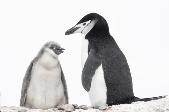 OTL28-25, Day 4, Palaver Point 3 © Sara Jenner - Oceanwide Expeditions.jpg