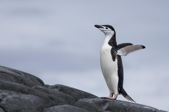 OTL28-25, Day 4, Palaver Point 4 © Sara Jenner - Oceanwide Expeditions.jpg