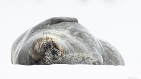 OTL28-25, Day 4, Weddell Seal 1 © Sara Jenner - Oceanwide Expeditions.jpg