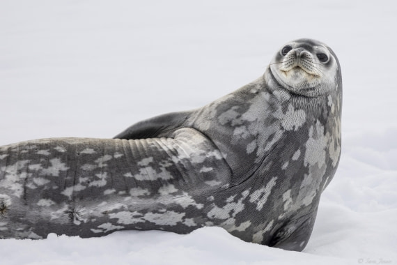 OTL28-25, Day 4, Weddell Seal 2 © Sara Jenner - Oceanwide Expeditions.jpg