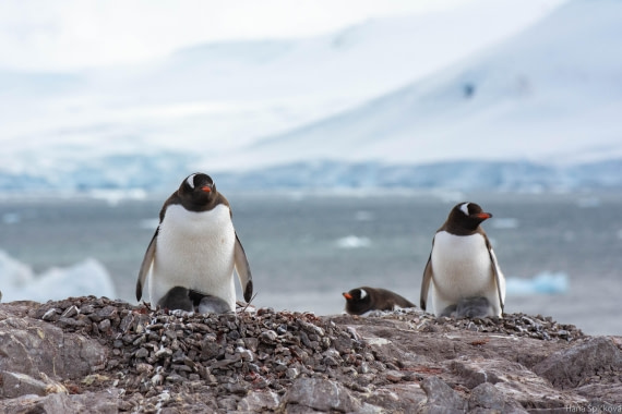 OTL28-25, Day 5, _DSC5551 © Hana Spickova - Oceanwide Expeditions.jpg