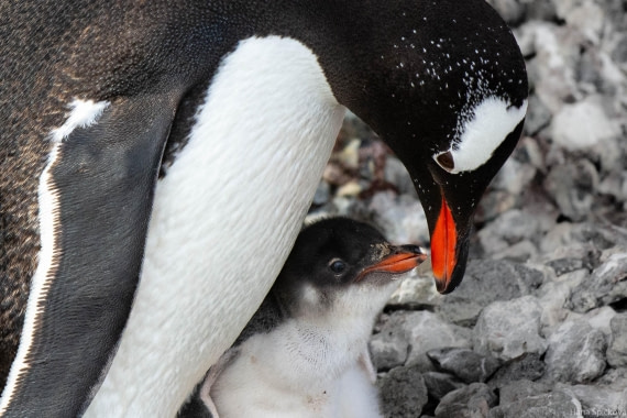 OTL28-25, Day 5, _DSC5559 © Hana Spickova - Oceanwide Expeditions.jpg